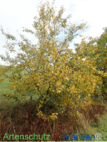 Bild zum Eintrag (1150456-177)