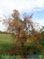 Bild zum Eintrag (1150457-177)