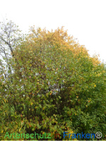 Bild zum Eintrag (1150459-177)