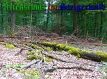 Bild zum Eintrag (905070-177)