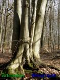 Bild zum Eintrag (905280-177)
