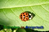 Bild zum Eintrag (905291-177)