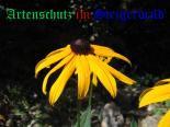 Bild zum Eintrag (905414-177)