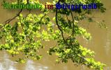 Bild zum Eintrag (905438-177)