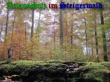 Bild zum Eintrag (905506-177)