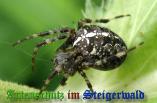Bild zum Eintrag (905877-177)