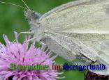 Bild zum Eintrag (905904-177)