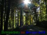 Bild zum Eintrag (905920-177)