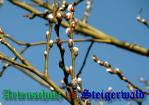 Bild zum Eintrag (907014-177)