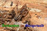 Bild zum Eintrag (907065-177)