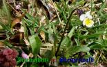 Bild zum Eintrag (907848-177)