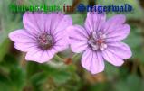 Bild zum Eintrag (907916-177)