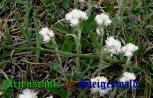 Bild zum Eintrag (908131-177)