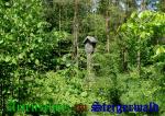 Bild zum Eintrag (908241-177)