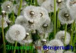 Bild zum Eintrag (908316-177)