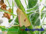 Bild zum Eintrag (908321-177)