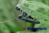 Bild zum Eintrag (908322-177)