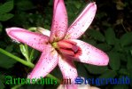 Bild zum Eintrag (908435-177)