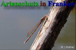 Bild zum Eintrag (909118-177)