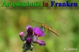 Bild zum Eintrag (909143-177)