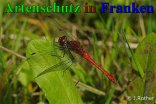 Bild zum Eintrag (909152-177)