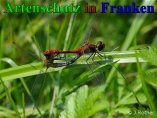 Bild zum Eintrag (909160-177)