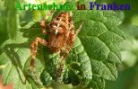 Bild zum Eintrag (909187-177)