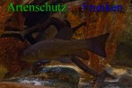 Bild zum Eintrag (910721-177)