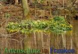 Bild zum Eintrag (911393-177)