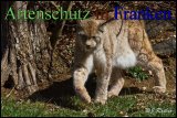 Bild zum Eintrag (911652-177)