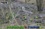 Bild zum Eintrag (911832-177)