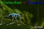 Bild zum Eintrag (912180-177)