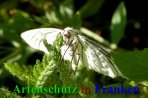 Bild zum Eintrag (912243-177)