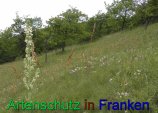 Bild zum Eintrag (912303-177)