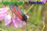 Bild zum Eintrag (912315-177)