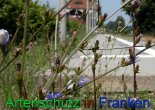 Bild zum Eintrag (912364-177)