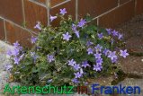 Bild zum Eintrag (912373-177)