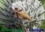 Bild zum Eintrag (912386-177)