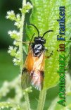 Bild zum Eintrag (912461-177)