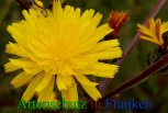 Bild zum Eintrag (912658-177)