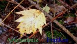 Bild zum Eintrag (912693-177)