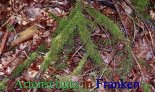 Bild zum Eintrag (912705-177)