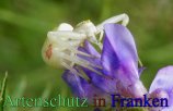 Bild zum Eintrag (912854-177)