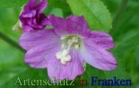 Bild zum Eintrag (913009-177)