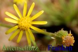 Bild zum Eintrag (913071-177)