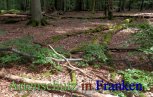 Bild zum Eintrag (913105-177)