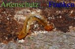 Bild zum Eintrag (913122-177)