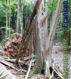 Bild zum Eintrag (913148-177)