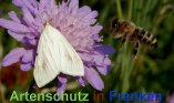 Bild zum Eintrag (913215-177)