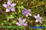 Bild zum Eintrag (913222-177)